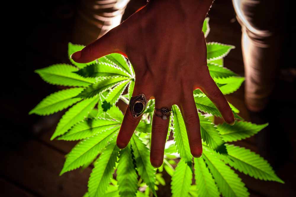 Hashish as a Software for Self-Data and Moral Dwelling